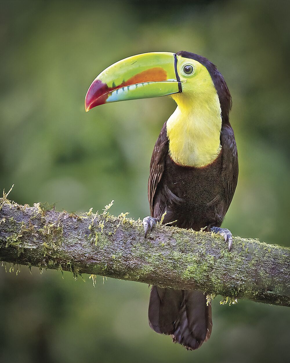 Keel-billed Toucan
